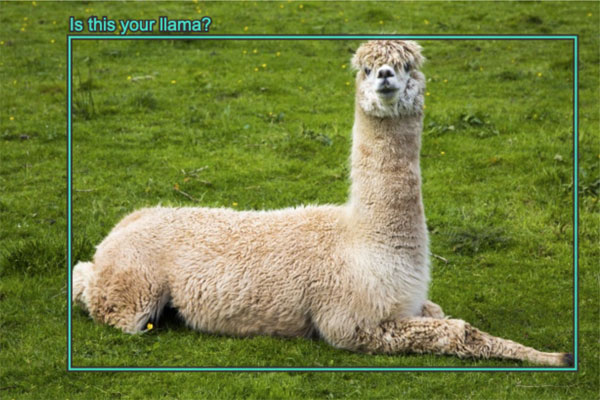 Where's My Llama?